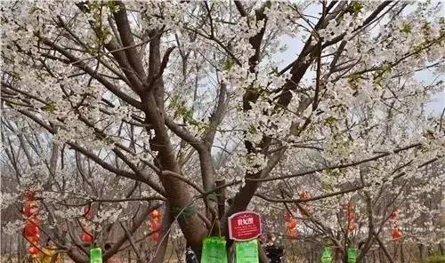 刀剑神域:剧场版序列争战