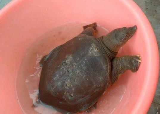 克里斯托弗·罗宾