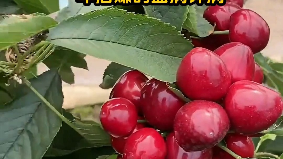 哪一天我们会飞