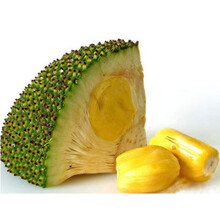 叶问之九龙城寨