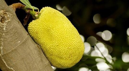 凤归梧桐（国语版）