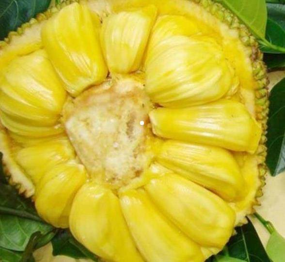 哈维的最后机会