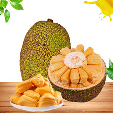 叶问之九龙城寨